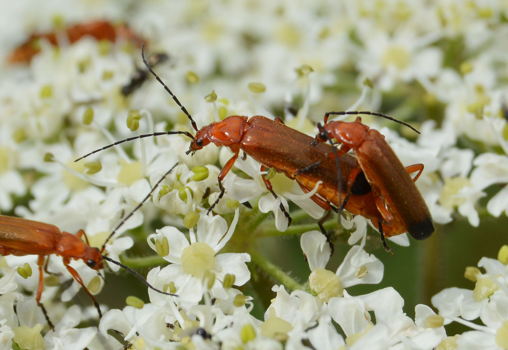 Mike Slater photography