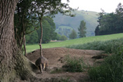 View this image larger