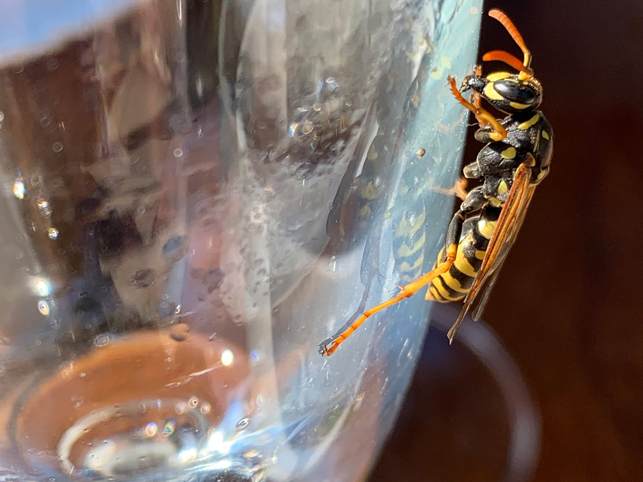 Wasp on beer glass