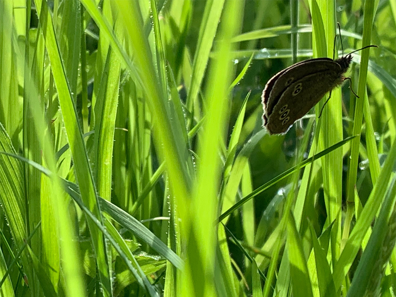 Ringlet butterfly in grass, Staffordshire UK