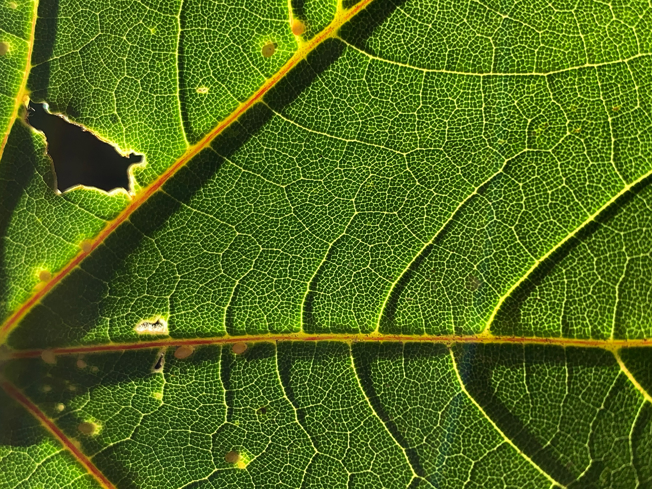 Underside Sycamore leaf, Staffordshire UK