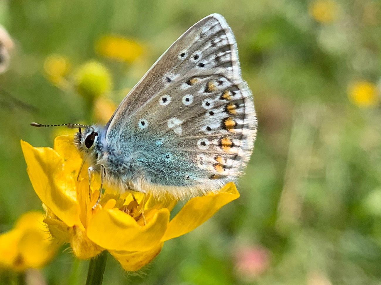 Common Blue butterfly, Staffordshire UK