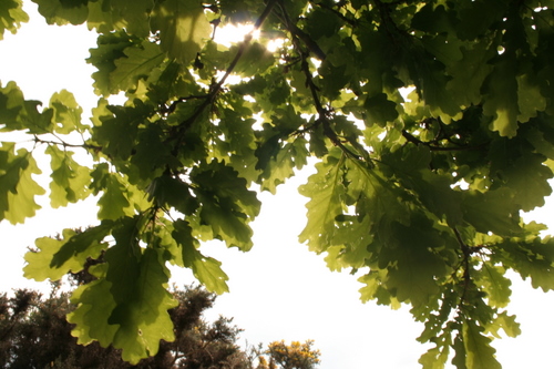 Oak leaves, Cumbria