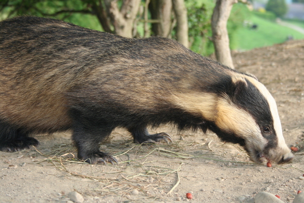 Badger at set in Wales