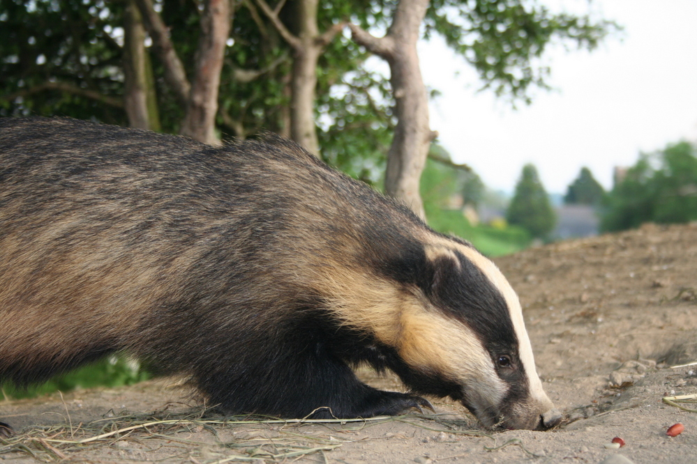 Badger at set in Wales