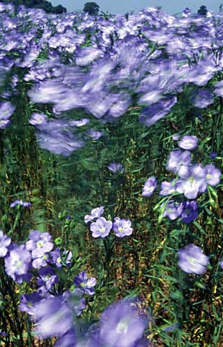 Blue Flax (Linum perenne) Oxfordshire UK