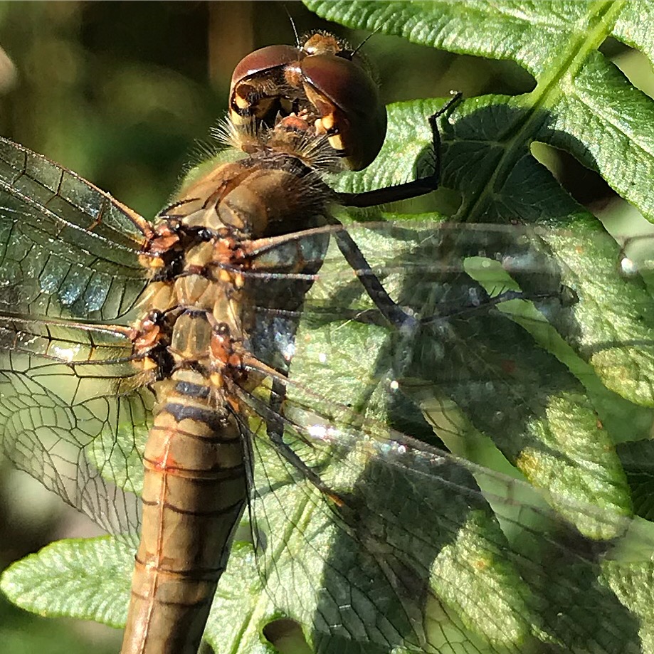 Dragonfly Stiperstones Shropshire